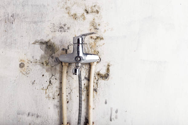 Best DIY Mold Remediation Support Services in Manhattan, KS