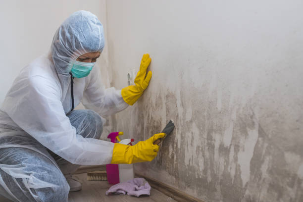 Best Commercial Mold Remediation in Manhattan, KS