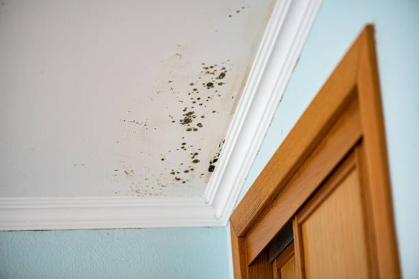 Best White Mold Remediation in Manhattan, KS