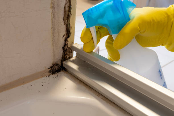 Best Kitchen Mold Remediation in Manhattan, KS