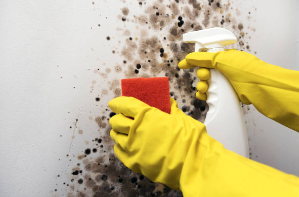 Best Residential Mold Remediation in Manhattan, KS